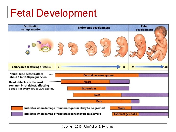 Fetal Development Copyright 2010, John Wiley & Sons, Inc. Fetal Development Copyright 2010, John Wiley & Sons, Inc.