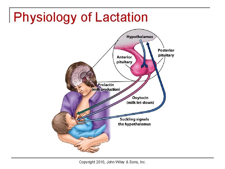 Physiology of Lactation Copyright 2010, John Wiley & Sons, Inc. Physiology of Lactation Copyright 2010, John Wiley & Sons, Inc.