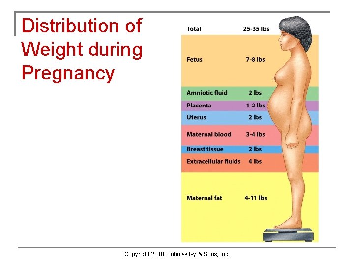 Distribution of Weight during Pregnancy Copyright 2010, John Wiley & Sons, Inc. Distribution of Weight during Pregnancy Copyright 2010, John Wiley & Sons, Inc.