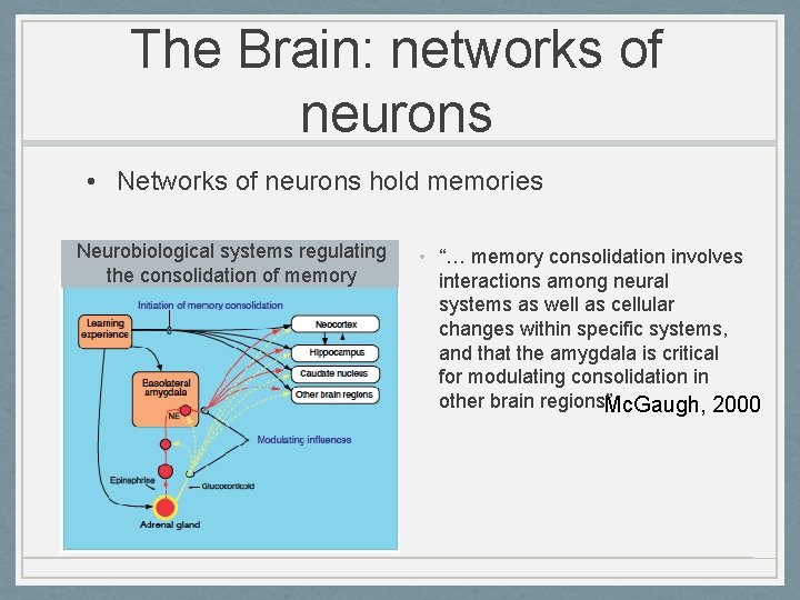 The Brain: networks of neurons • Networks of neurons hold memories Neurobiological systems regulating