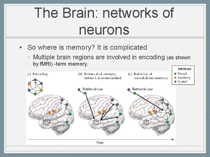 The Brain: networks of neurons • So where is memory? It is complicated •