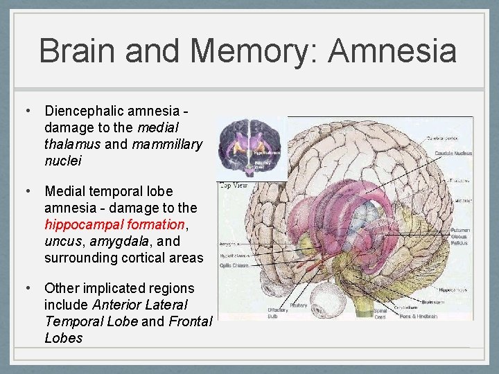 Brain and Memory: Amnesia • Diencephalic amnesia damage to the medial thalamus and mammillary