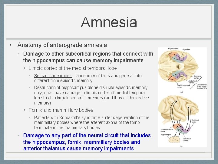 Amnesia • Anatomy of anterograde amnesia • Damage to other subcortical regions that connect