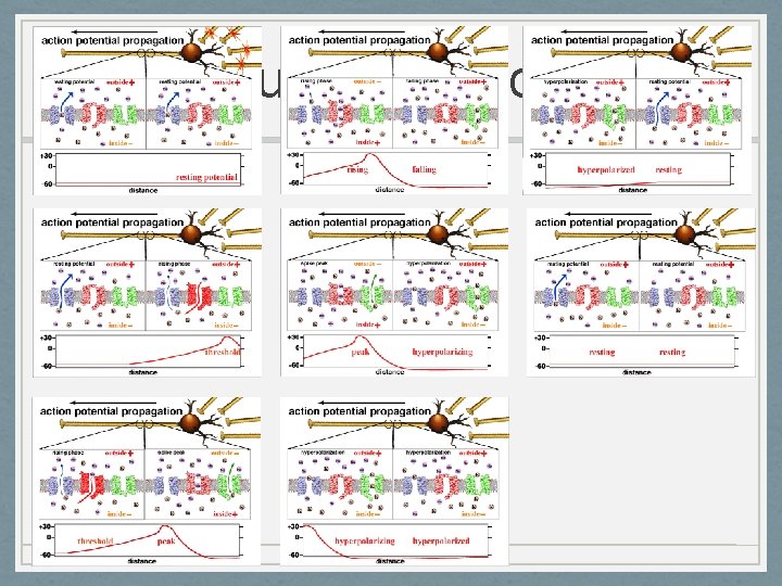 Neuropsychology 