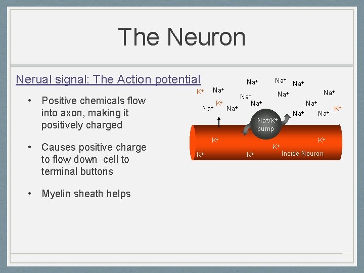 The Neuron Nerual signal: The Action potential • Positive chemicals flow into axon, making