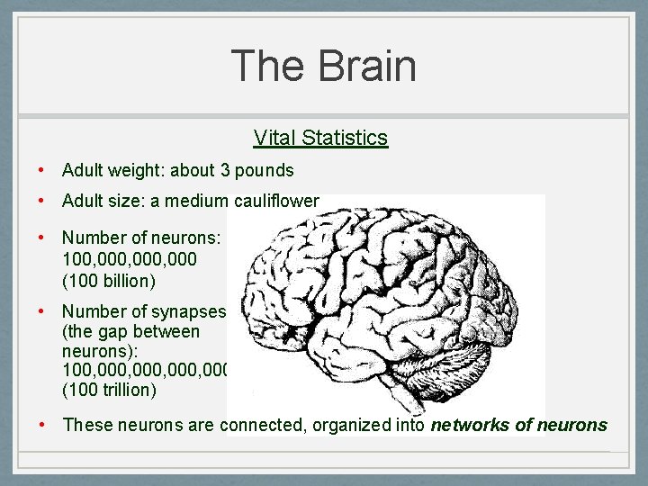 The Brain Vital Statistics • Adult weight: about 3 pounds • Adult size: a