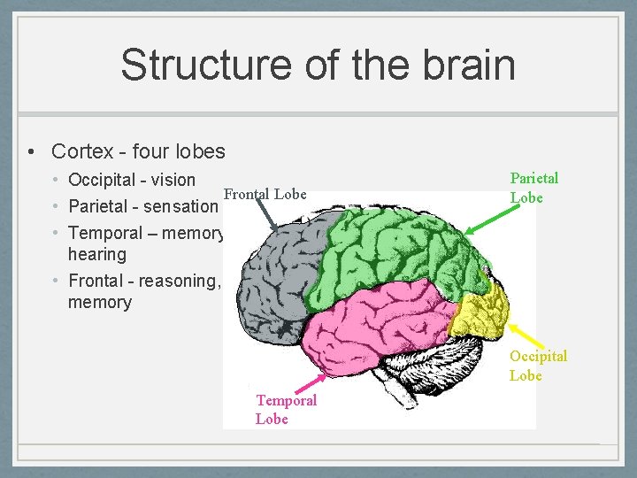 Structure of the brain • Cortex - four lobes • Occipital - vision Frontal