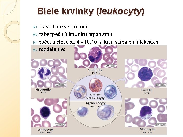 Biele krvinky (leukocyty) pravé bunky s jadrom zabezpečujú imunitu organizmu počet u človeka: 4