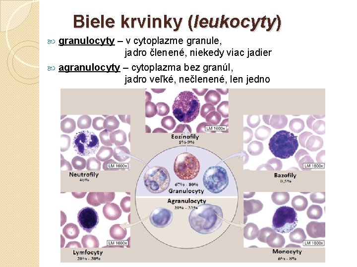 Biele krvinky (leukocyty) granulocyty – v cytoplazme granule, jadro členené, niekedy viac jadier agranulocyty