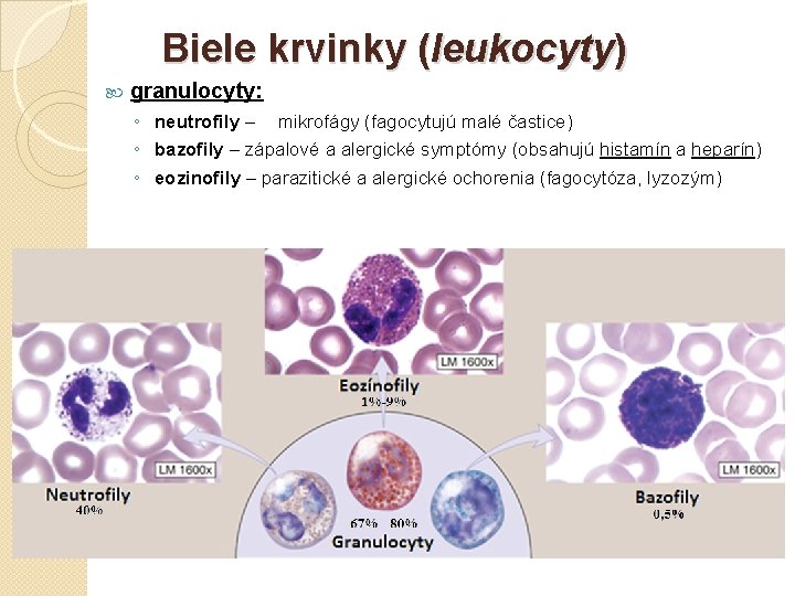 Biele krvinky (leukocyty) granulocyty: ◦ neutrofily – mikrofágy (fagocytujú malé častice) ◦ bazofily –