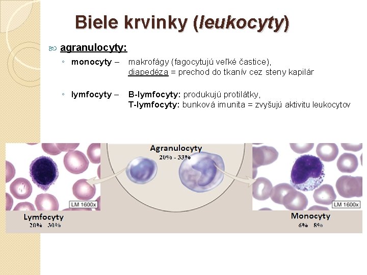 Biele krvinky (leukocyty) agranulocyty: ◦ monocyty – ◦ lymfocyty – makrofágy (fagocytujú veľké častice),