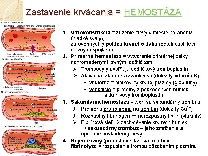 Zastavenie krvácania = HEMOSTÁZA 1. Vazokonstrikcia = zúženie cievy v mieste poranenia (hladké svaly),