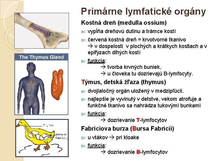 Primárne lymfatické orgány Kostná dreň (medulla ossium) vypĺňa dreňovú dutinu a trámce kostí červená