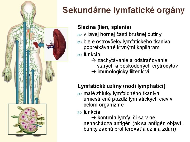 Sekundárne lymfatické orgány Slezina (lien, splenis) v ľavej hornej časti brušnej dutiny biele ostrovčeky