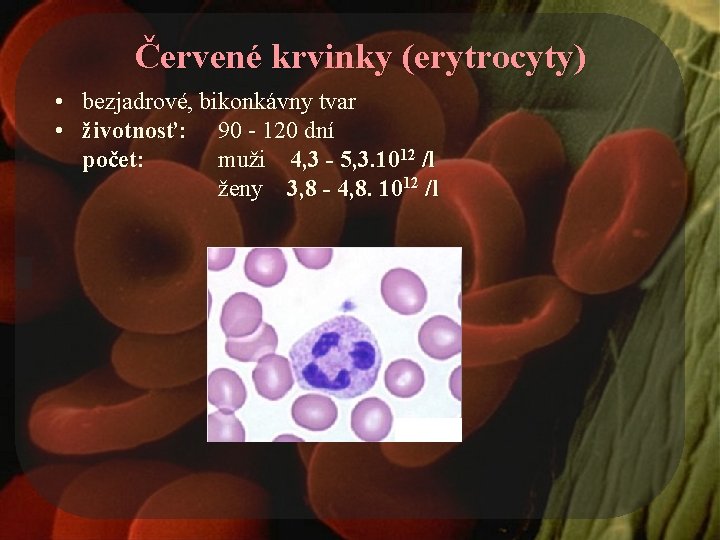 Červené krvinky (erytrocyty) • bezjadrové, bikonkávny tvar • životnosť: 90 - 120 dní počet: