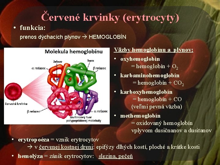Červené krvinky (erytrocyty) • funkcia: prenos dýchacích plynov HEMOGLOBÍN Väzby hemoglobínu a plynov: •