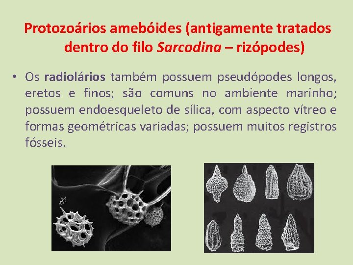 Protozoários amebóides (antigamente tratados dentro do filo Sarcodina – rizópodes) • Os radiolários também