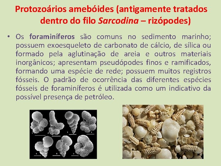 Protozoários amebóides (antigamente tratados dentro do filo Sarcodina – rizópodes) • Os foraminíferos são