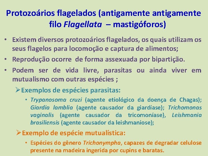 Protozoários flagelados (antigamente filo Flagellata – mastigóforos) • Existem diversos protozoários flagelados, os quais