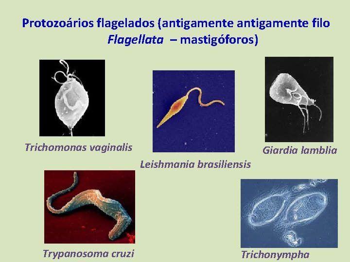 Protozoários flagelados (antigamente filo Flagellata – mastigóforos) Trichomonas vaginalis Leishmania brasiliensis Trypanosoma cruzi Giardia