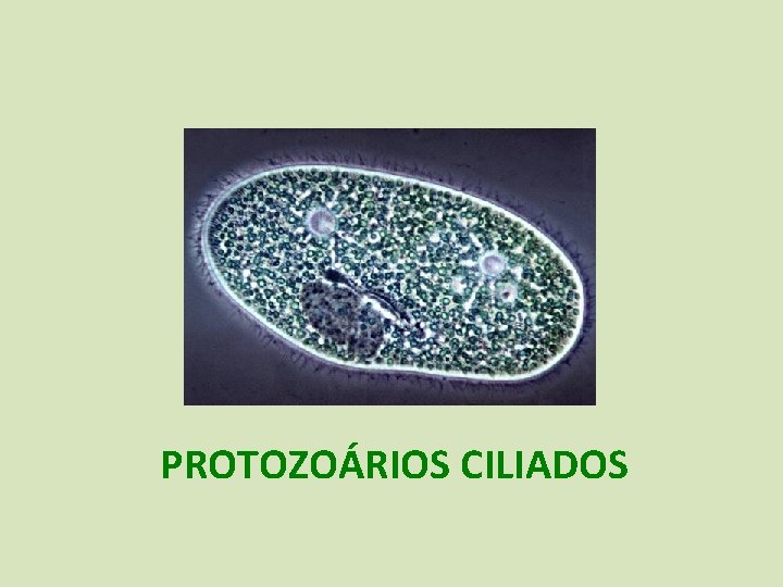 PROTOZOÁRIOS CILIADOS 