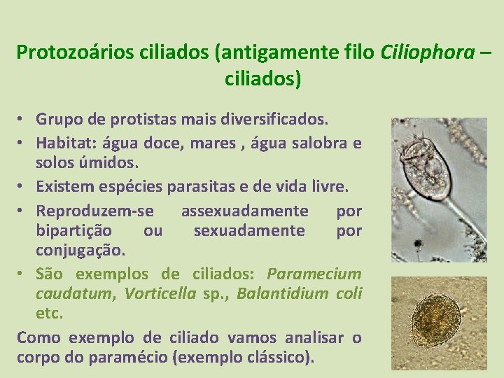 Protozoários ciliados (antigamente filo Ciliophora – ciliados) • Grupo de protistas mais diversificados. •
