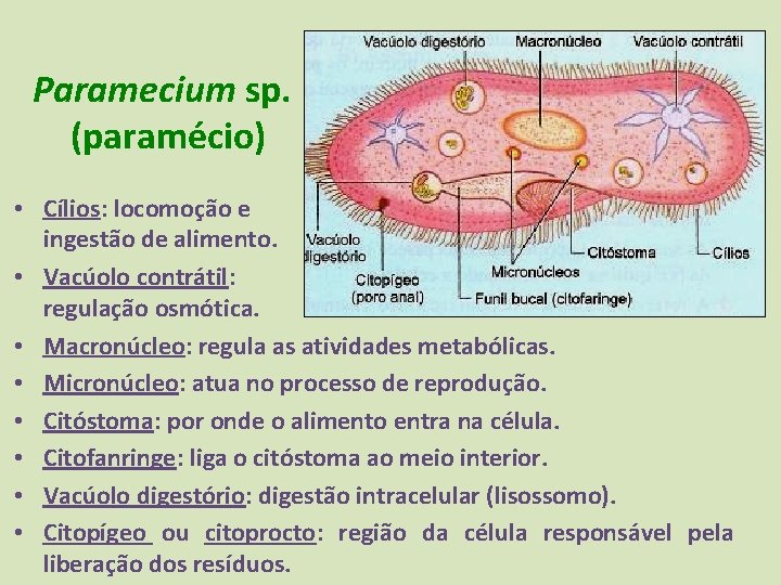 Paramecium sp. (paramécio) • Cílios: locomoção e ingestão de alimento. • Vacúolo contrátil: regulação