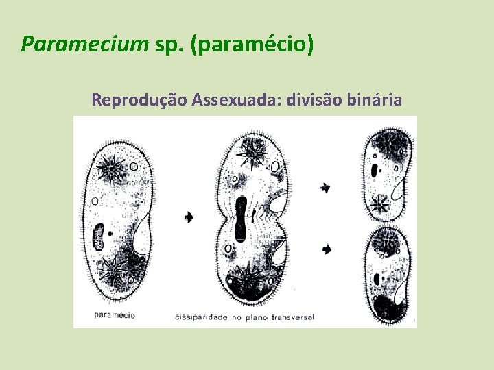 Paramecium sp. (paramécio) Reprodução Assexuada: divisão binária 