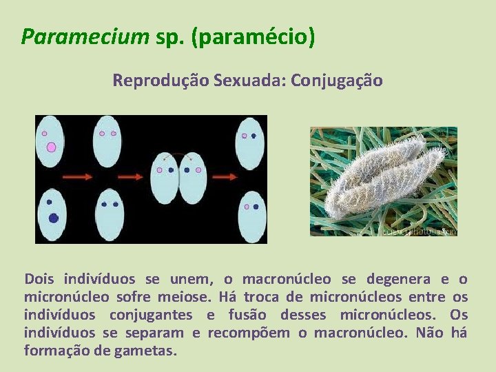 Paramecium sp. (paramécio) Reprodução Sexuada: Conjugação Dois indivíduos se unem, o macronúcleo se degenera