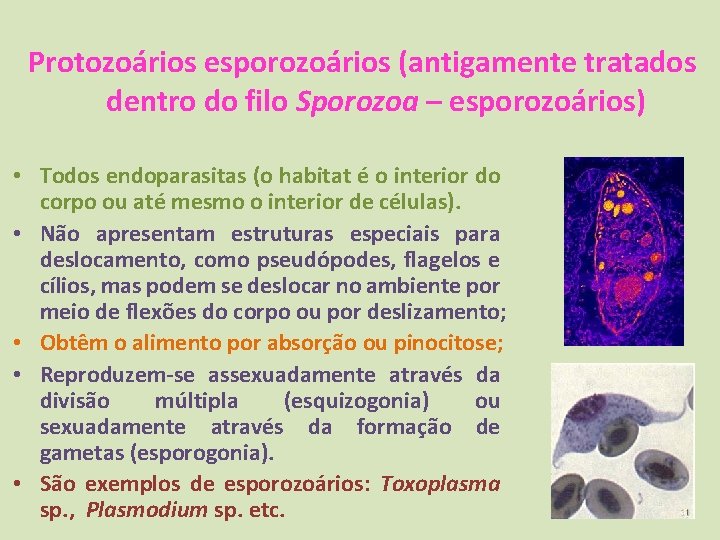 Protozoários esporozoários (antigamente tratados dentro do filo Sporozoa – esporozoários) • Todos endoparasitas (o