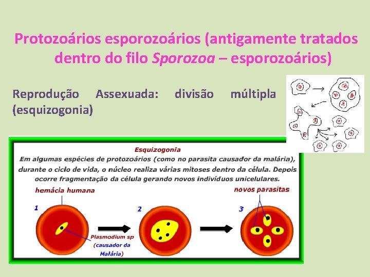 Protozoários esporozoários (antigamente tratados dentro do filo Sporozoa – esporozoários) Reprodução Assexuada: (esquizogonia) divisão