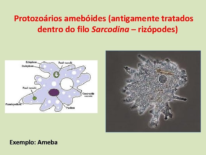 Protozoários amebóides (antigamente tratados dentro do filo Sarcodina – rizópodes) Exemplo: Ameba 