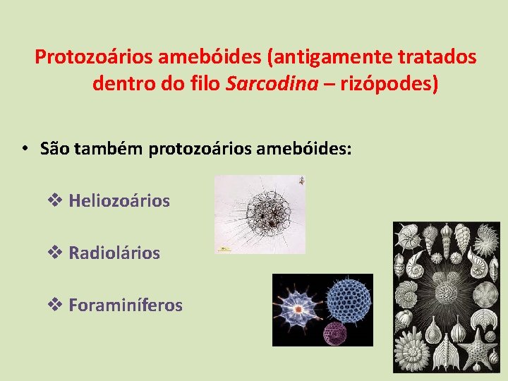 Protozoários amebóides (antigamente tratados dentro do filo Sarcodina – rizópodes) • São também protozoários