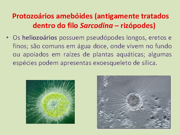 Protozoários amebóides (antigamente tratados dentro do filo Sarcodina – rizópodes) • Os heliozoários possuem