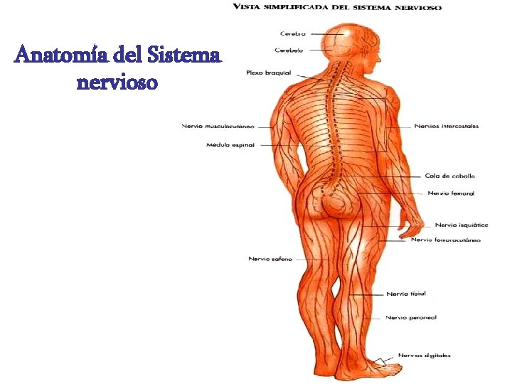 Anatomía del Sistema nervioso 