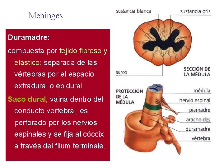 Meninges Duramadre: compuesta por tejido fibroso y elástico; separada de las vértebras por el
