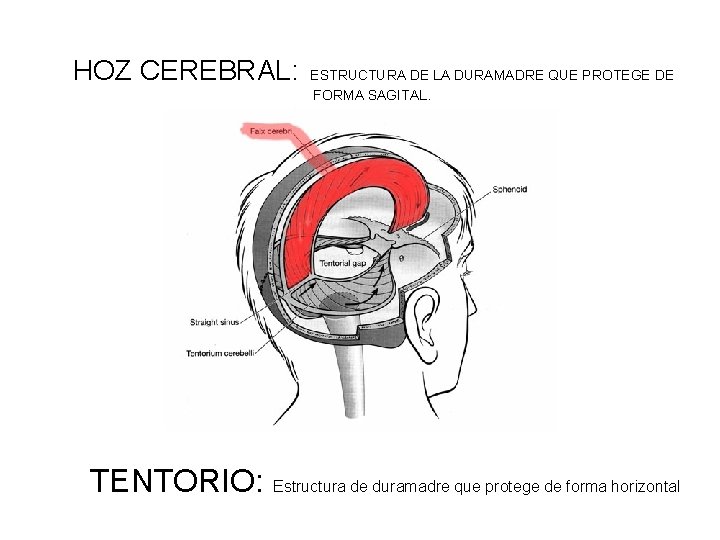 HOZ CEREBRAL: ESTRUCTURA DE LA DURAMADRE QUE PROTEGE DE FORMA SAGITAL. TENTORIO: Estructura de