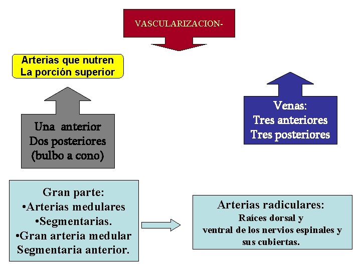 VASCULARIZACION- Arterias que nutren La porción superior Una anterior Dos posteriores (bulbo a cono)