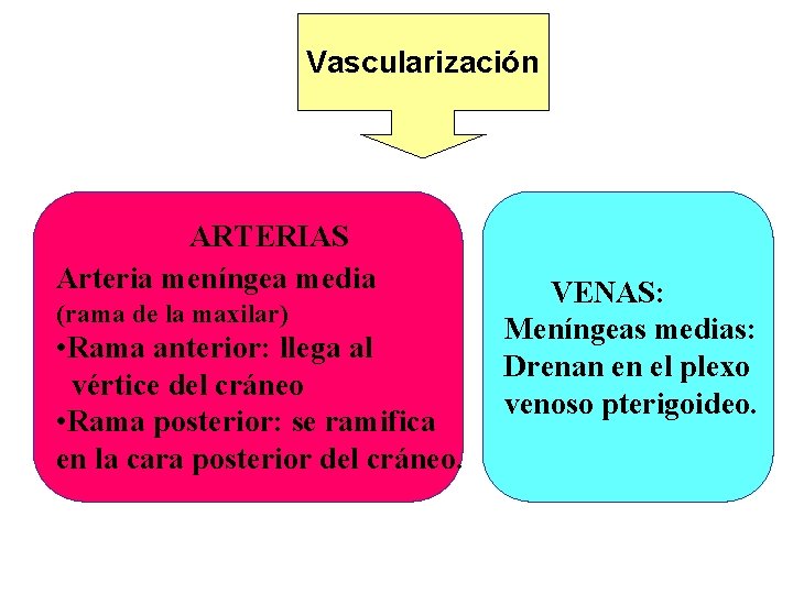 Vascularización ARTERIAS Arteria meníngea media (rama de la maxilar) • Rama anterior: llega al