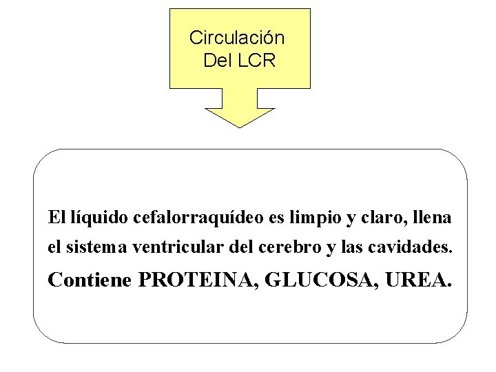 Circulación Del LCR El líquido cefalorraquídeo es limpio y claro, llena el sistema ventricular