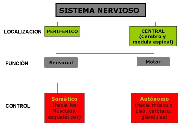 SISTEMA NERVIOSO LOCALIZACION PERIFERICO FUNCIÓN Sensorial CONTROL Somático (hacia los Músculos esqueléticos) CENTRAL (Cerebro