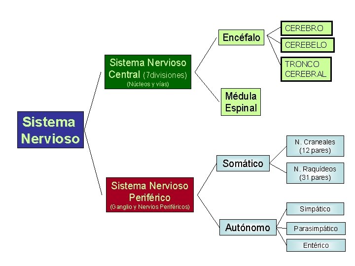 Encéfalo Sistema Nervioso Central (7 divisiones) CEREBRO CEREBELO TRONCO CEREBRAL (Núcleos y vías) Médula
