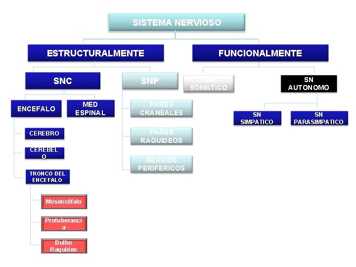 SISTEMA NERVIOSO ESTRUCTURALMENTE SNC ENCEFALO SNP MED ESPINAL CEREBRO CEREBEL O TRONCO DEL ENCEFALO