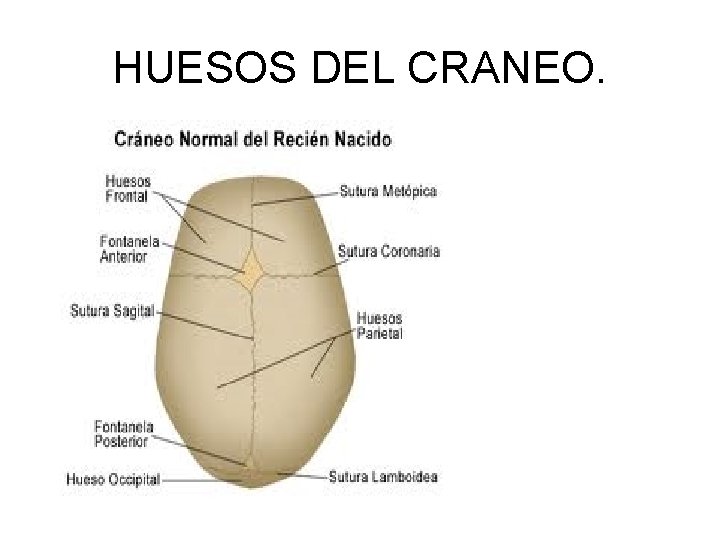 HUESOS DEL CRANEO. 