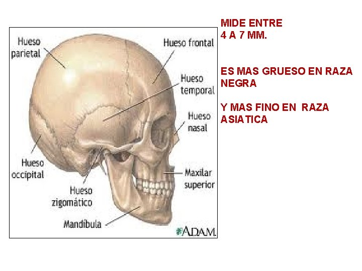 MIDE ENTRE 4 A 7 MM. ES MAS GRUESO EN RAZA NEGRA Y MAS