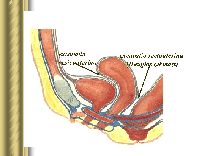 excavatio vesicouterina excavatio rectouterina (Douglas çıkmazı) 