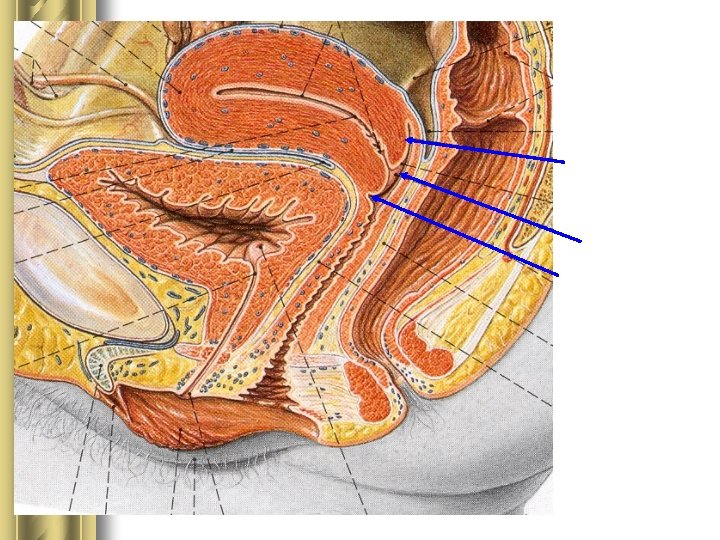 Fornix posterior Ostium uteri Fornix anterior 