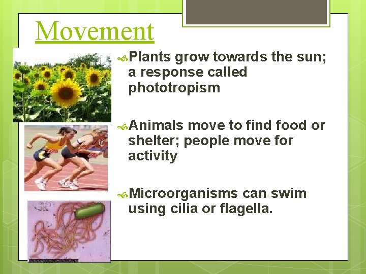 Movement Plants grow towards the sun; a response called phototropism Animals move to find