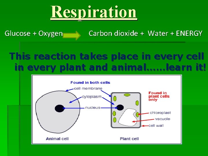 Respiration Glucose + Oxygen Carbon dioxide + Water + ENERGY This reaction takes place