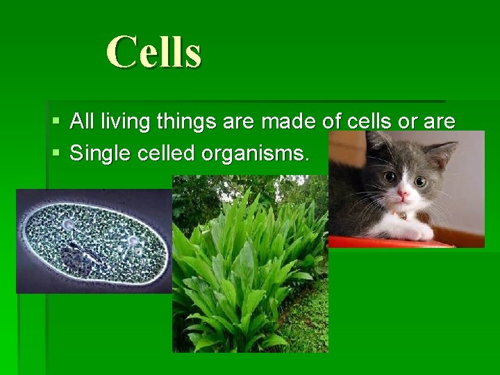 Cells § All living things are made of cells or are § Single celled